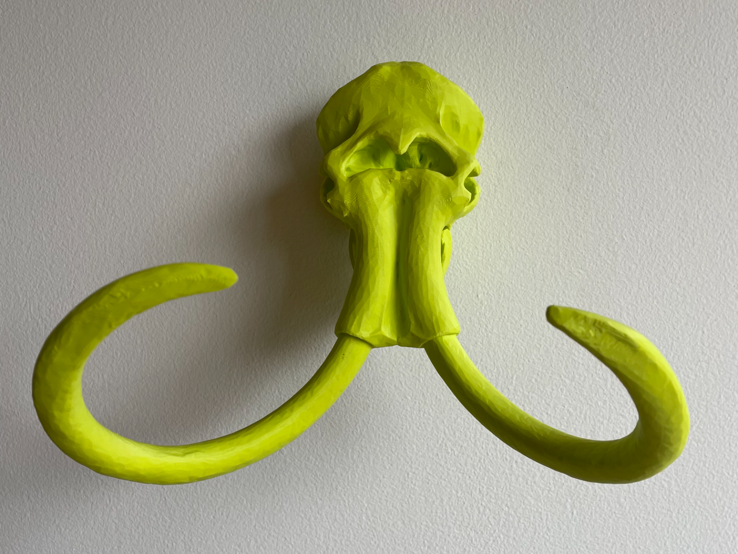 Craneo de Mamut Lanudo
