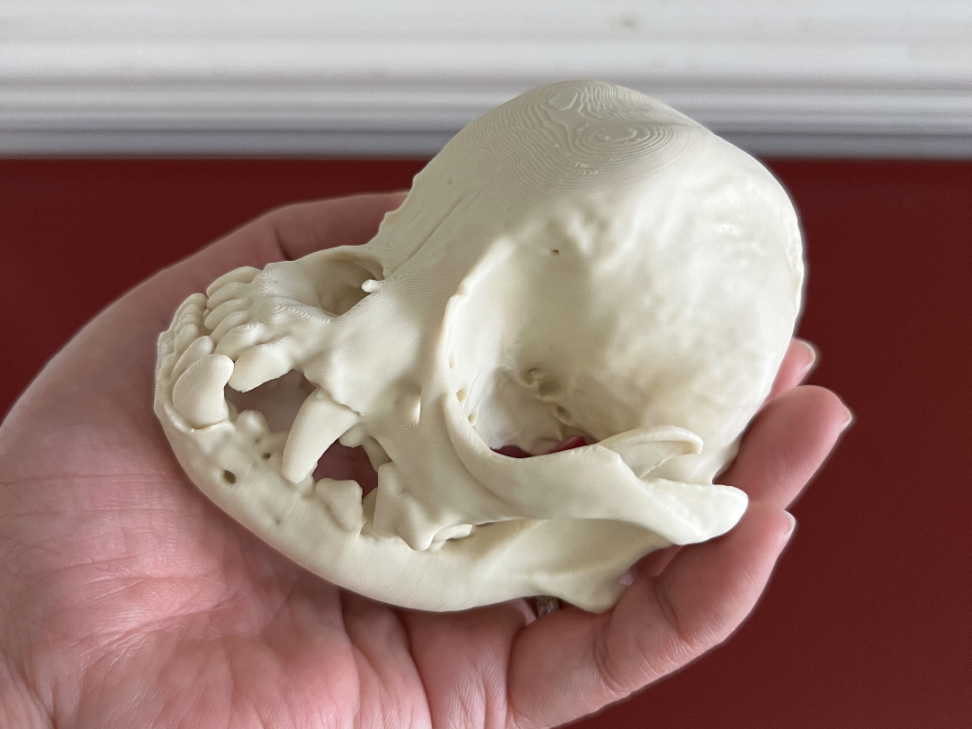 Pug Cranium and Mandible