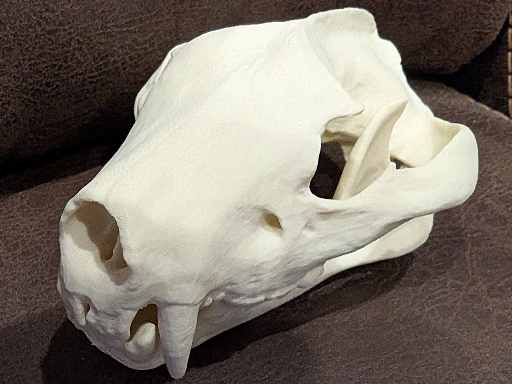 Tasmanian Devil Skull