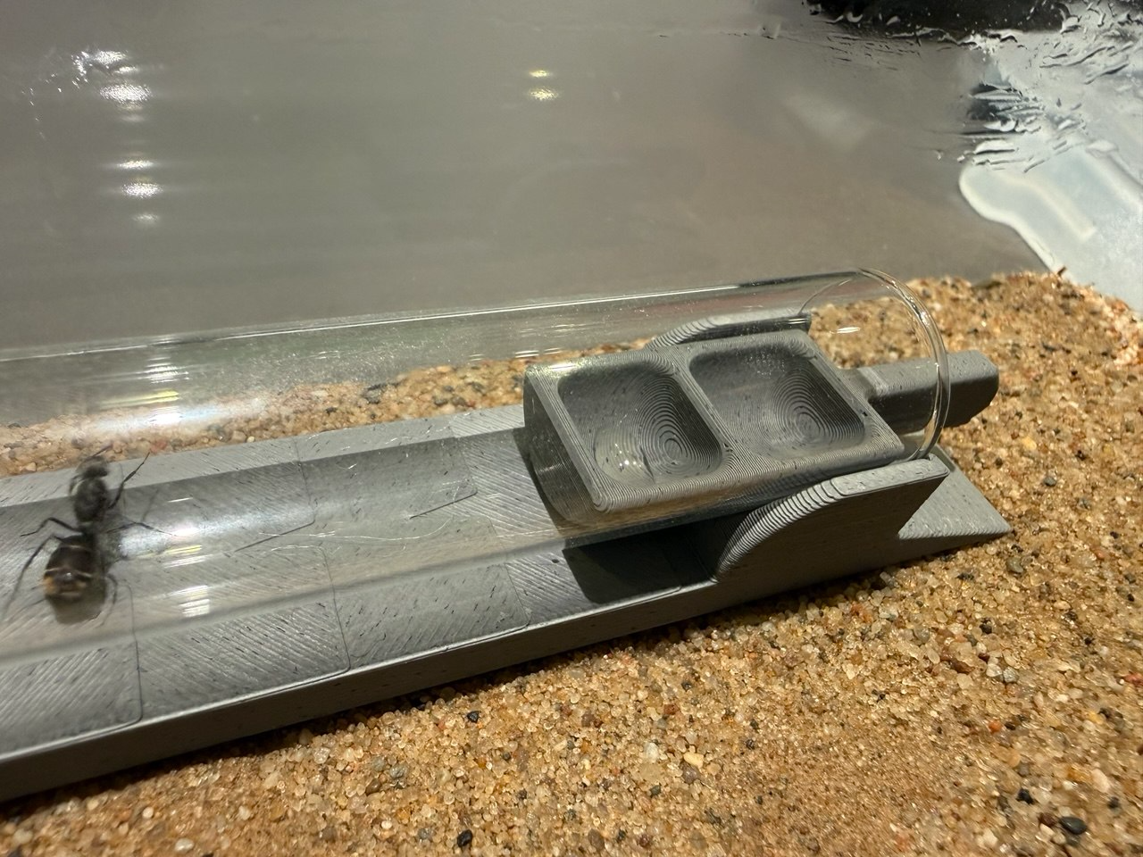 Reagenzglas Schale Königinnen Kelch