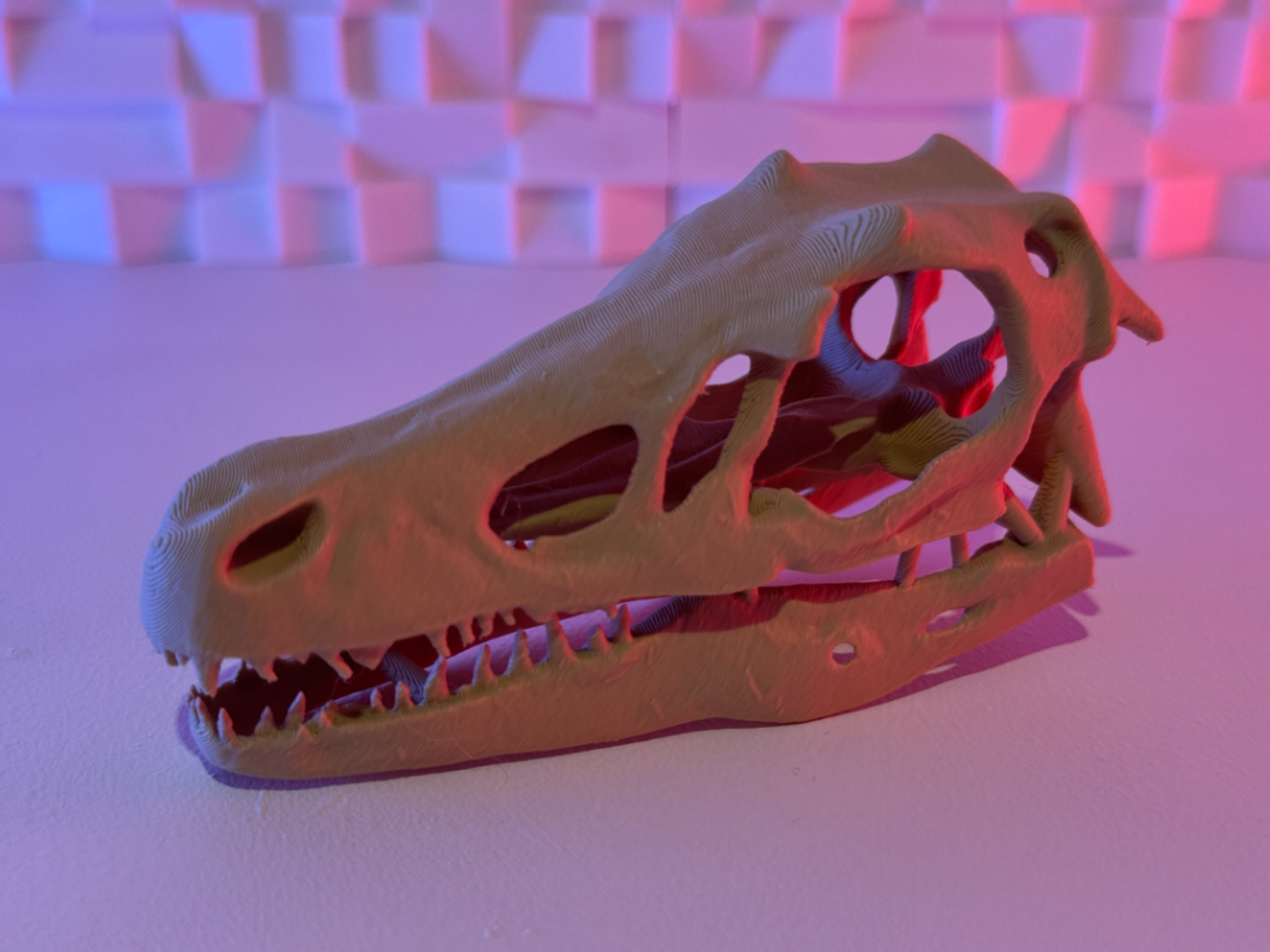 Velociraptor skull (10-45 Grams)