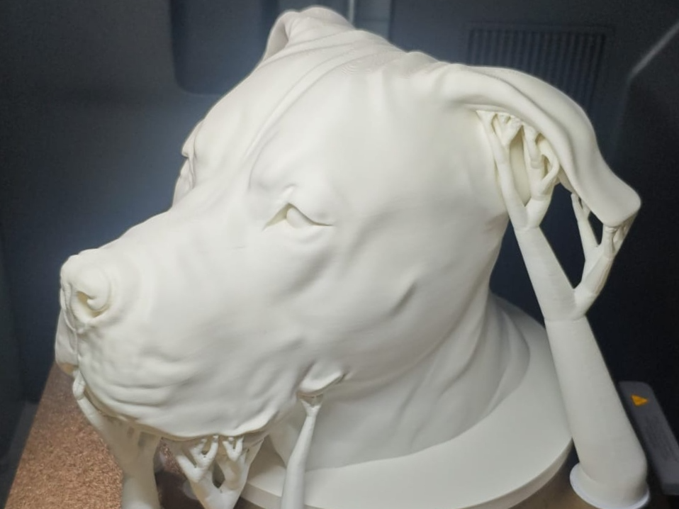 Doggo Argentino Pitbull