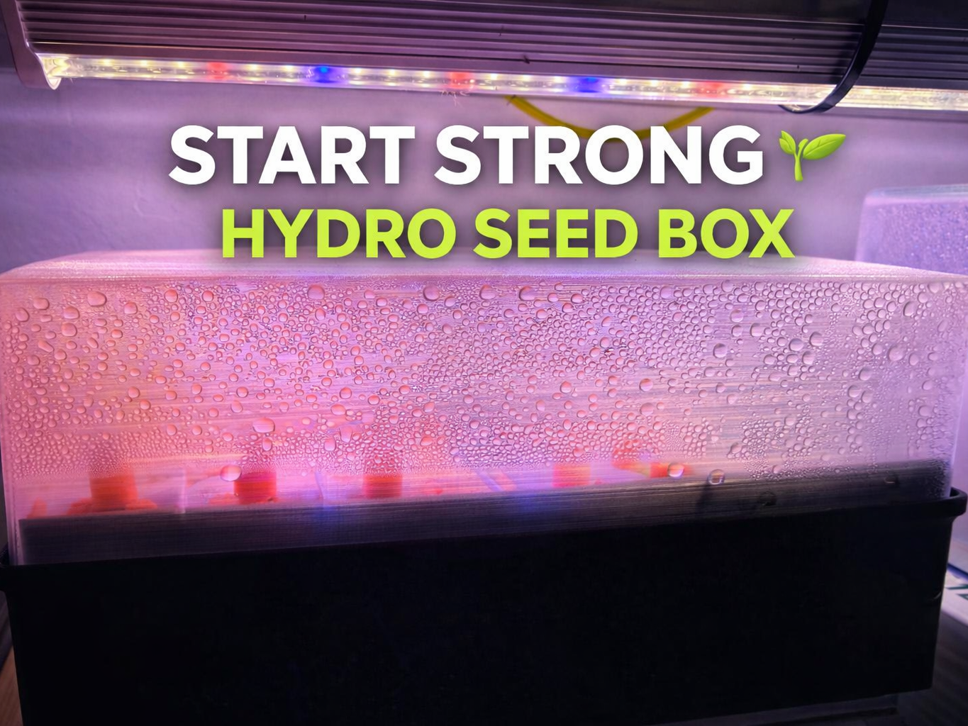 Hydro Anzucht Box 2,5cm Steinwolle Starter