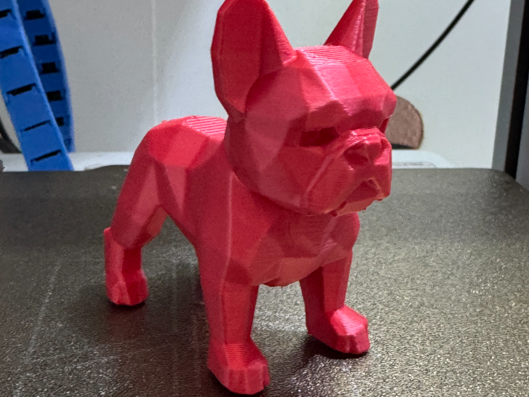 Französische Bulldogge Statur