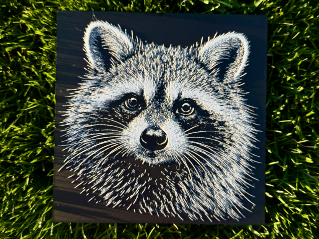 Raccoon Wildlife Series