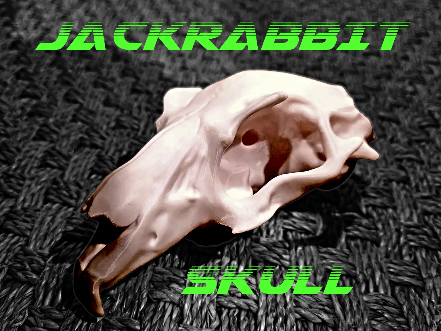 Jackrabbit Skull