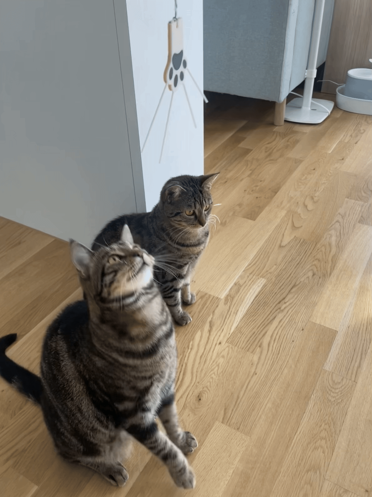 Katzenpfote an Schnur