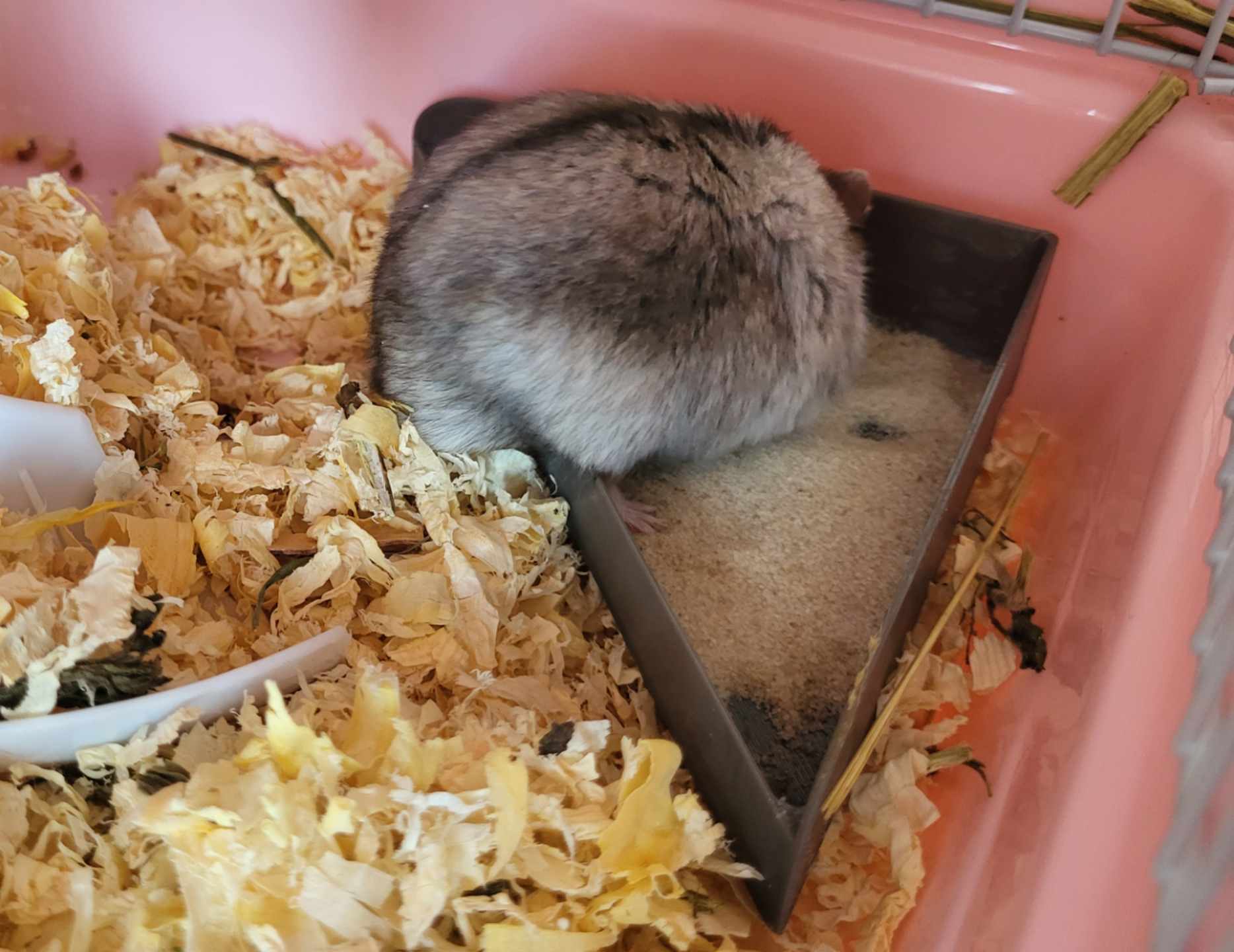 Hamster sand bath