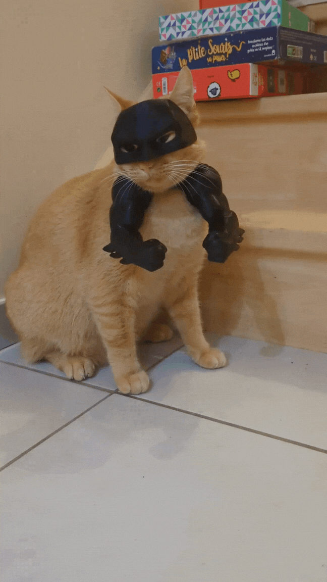 Batman cat arms