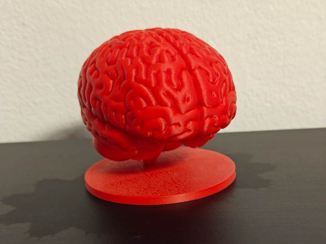 Brain