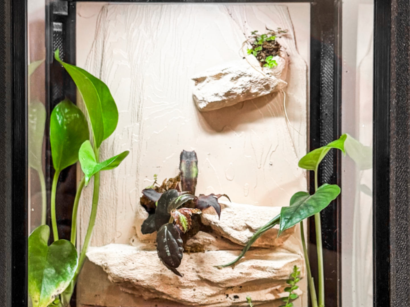 JUMPING SPIDER TERRARIUM 3D BACKGROUND