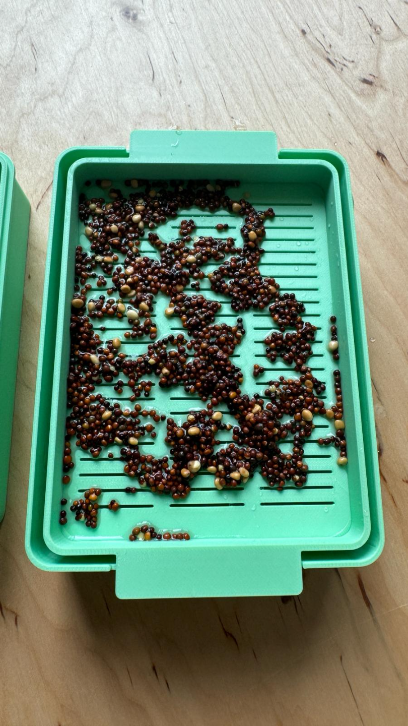 Micro Greens Seed Tray for small seeds no liner