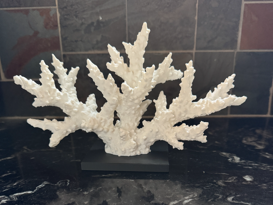 Real Reef Coral - Branch Coral