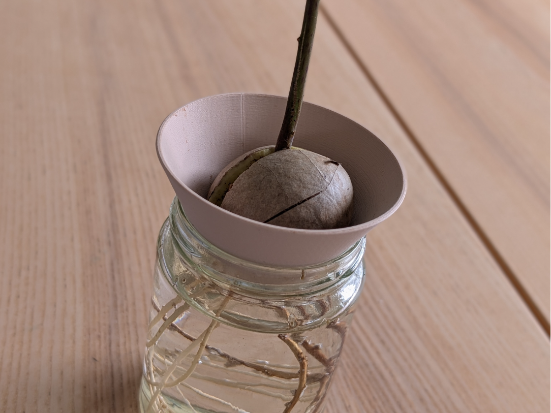 Avocado seed grower