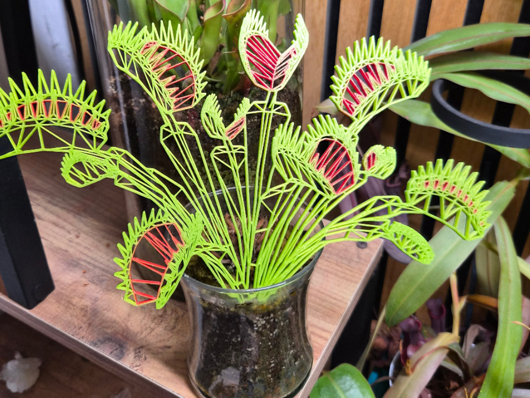 Geometric Wireframe Venus Flytrap