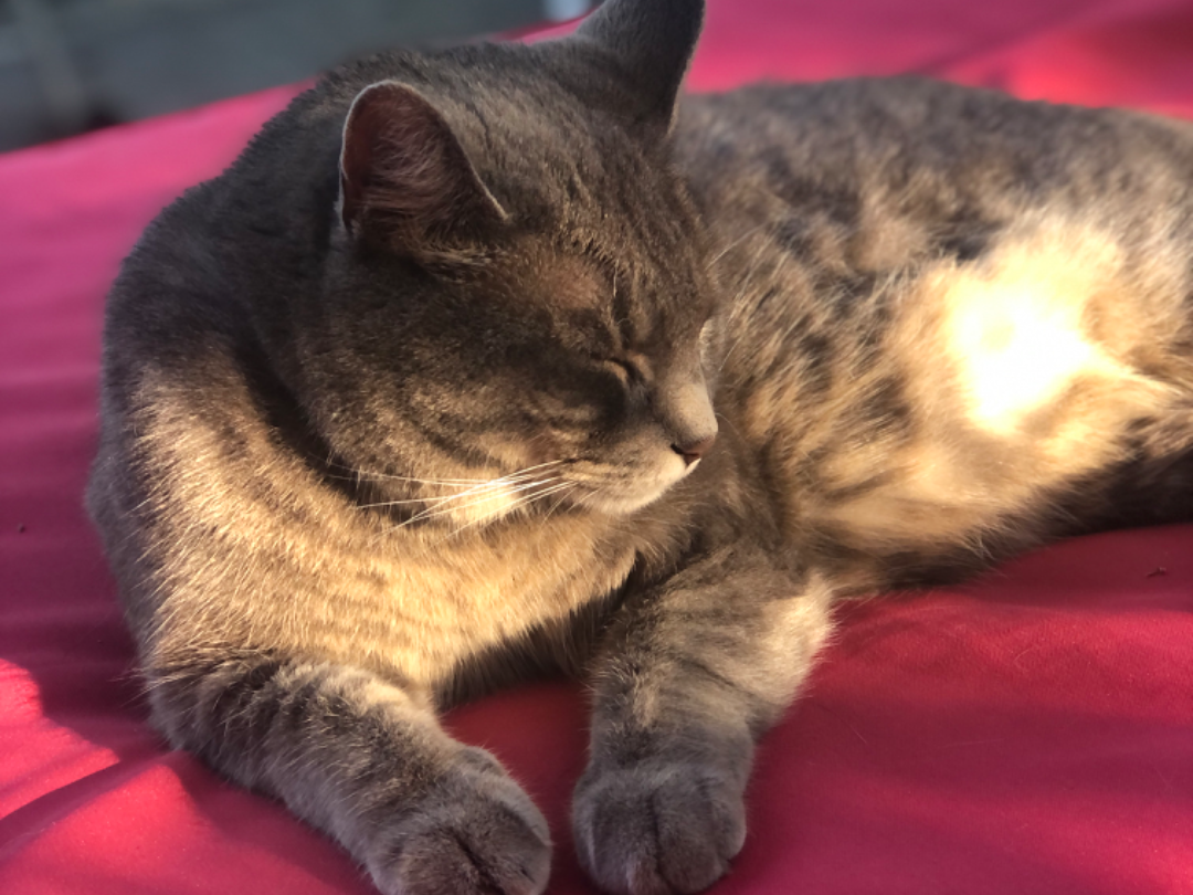 Chat pixelisé