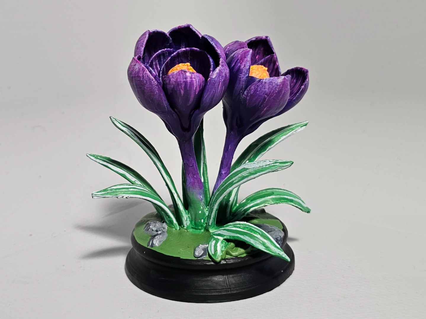 Crocus spring flower