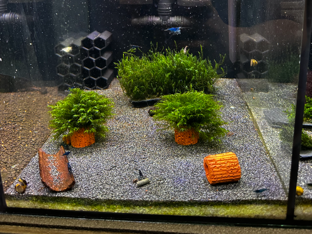 Hexagon shrimp, fish cave, home, house, shelter
