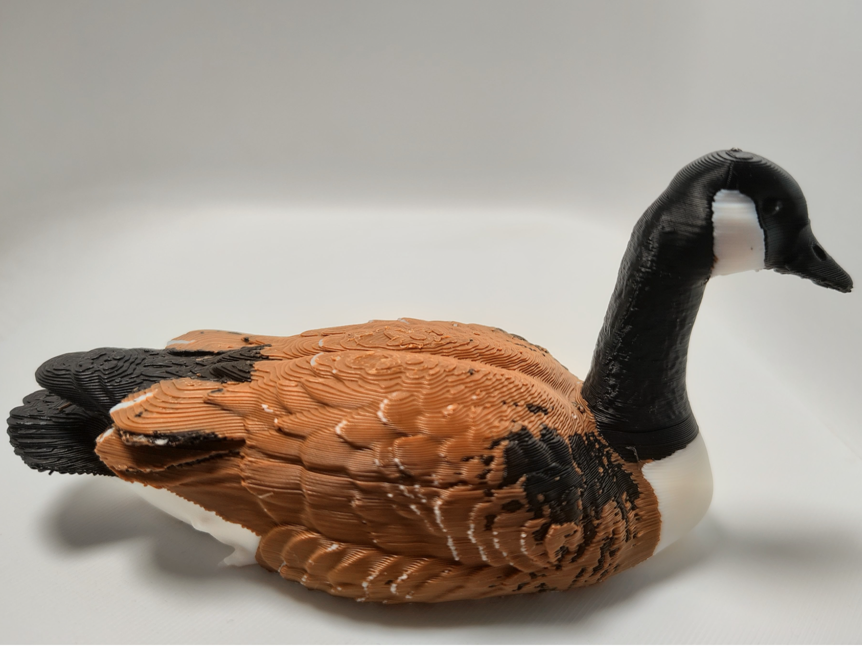 Canada Goose