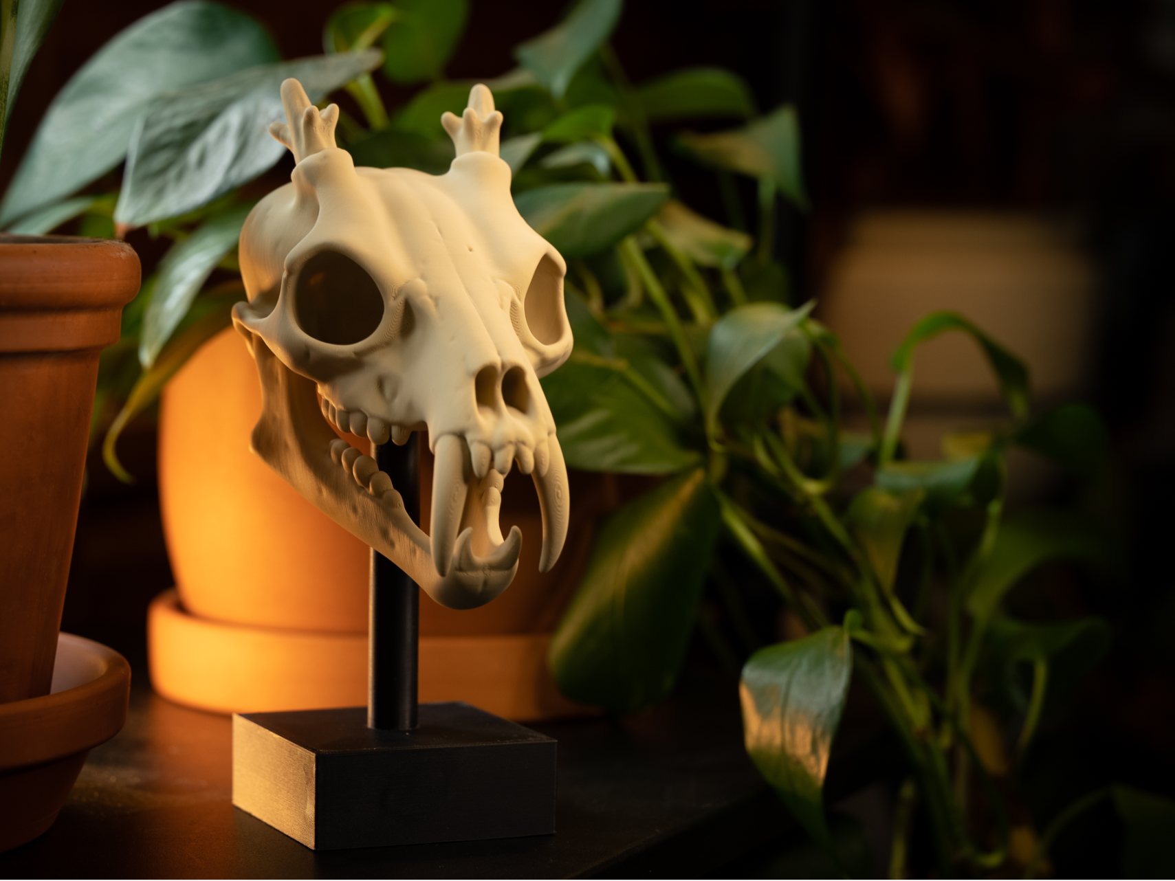 Muntjac (Tiny Deer) Skull Fossil with Stand