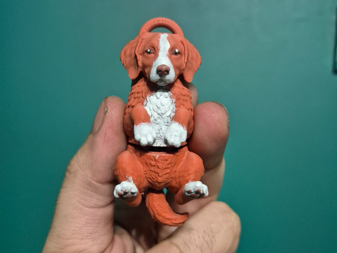 Nova Scotia Duck Tolling Retriever (Toller/NSDTR)