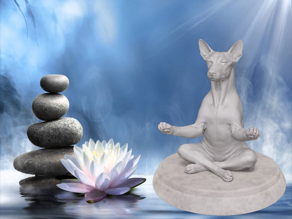 Zen Dog - Egyptian Shepherd