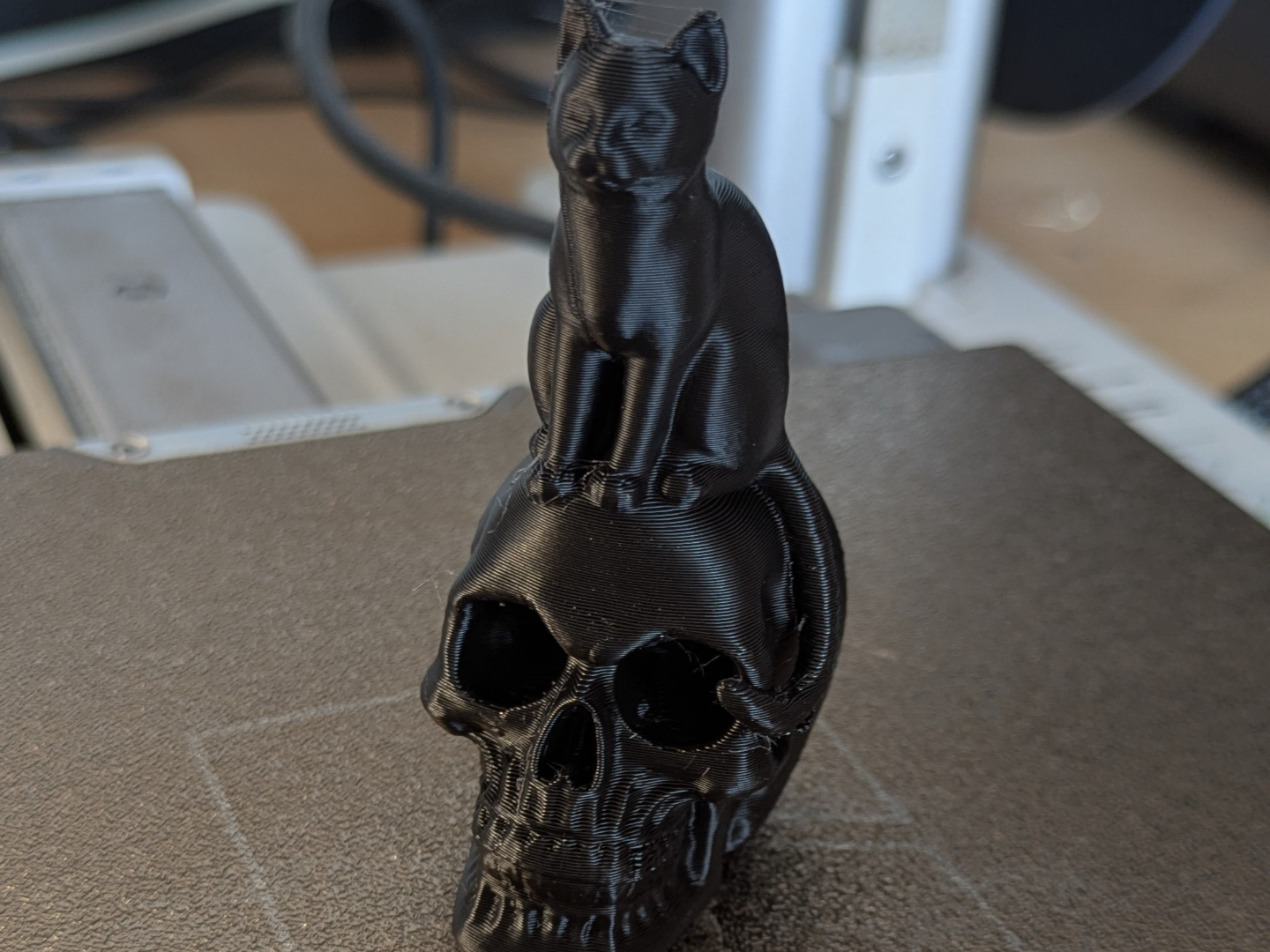 Cat on the skull