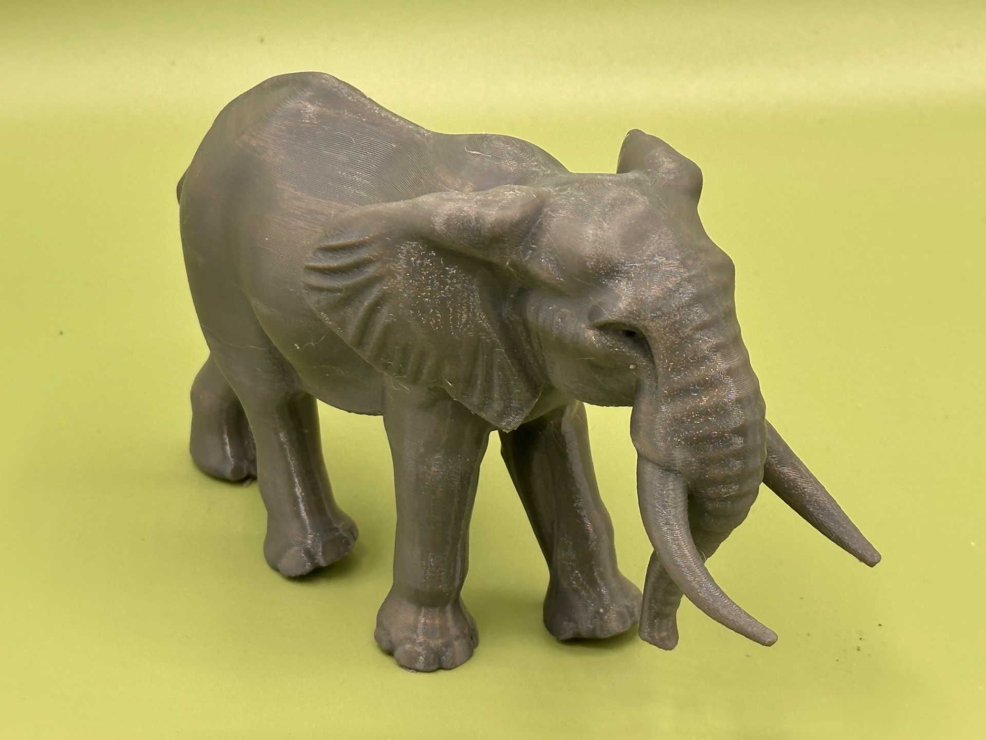 African elephant