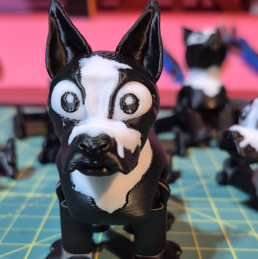 Boston Terrier