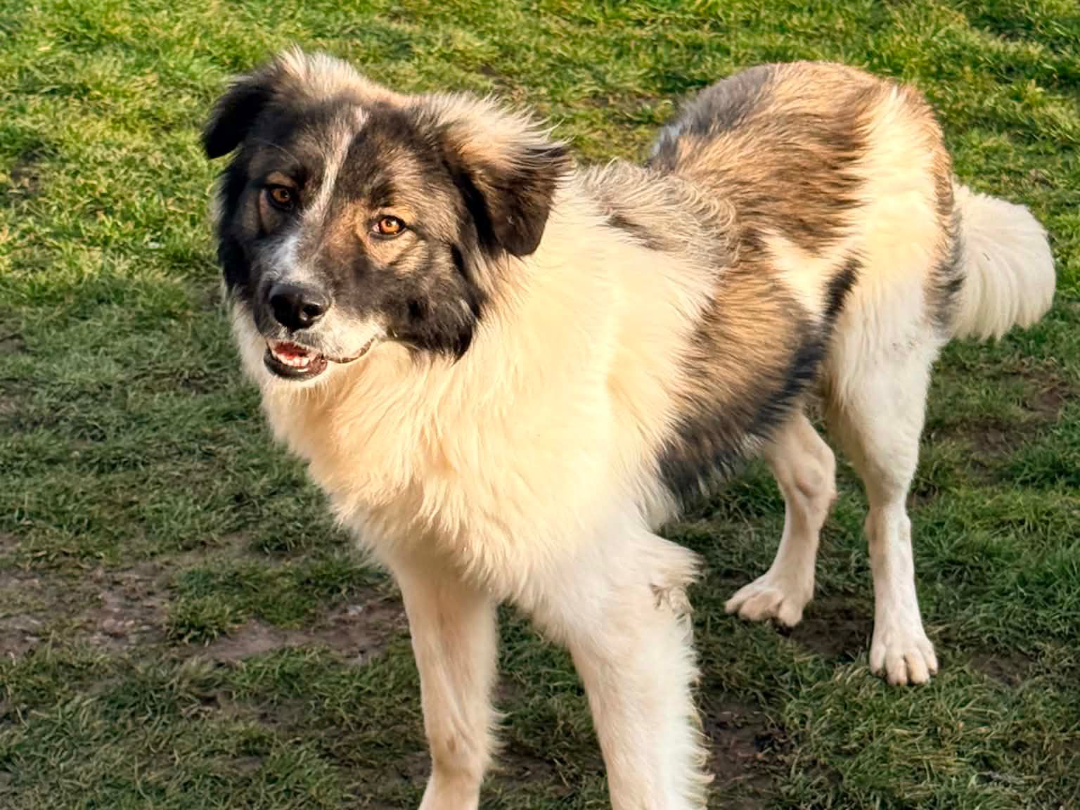 Australian Shepherd