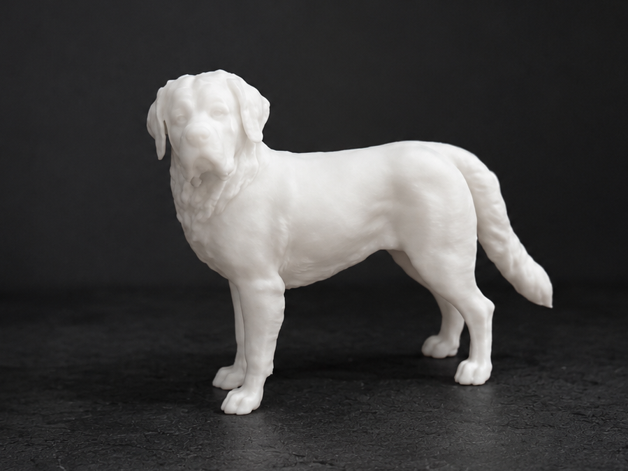 Saint Bernard dog - Animal