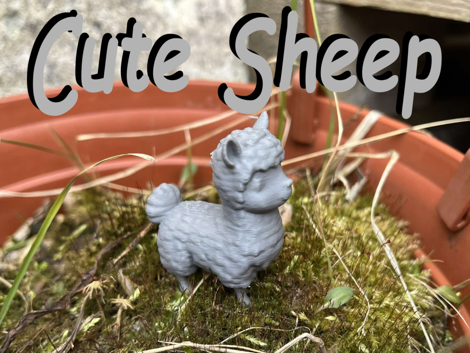 Cute sheep