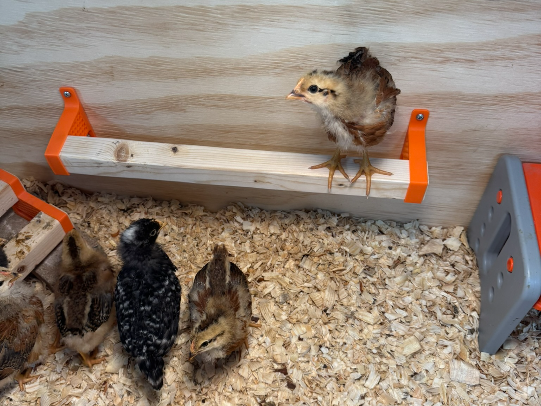 Chick Roost - Mounted