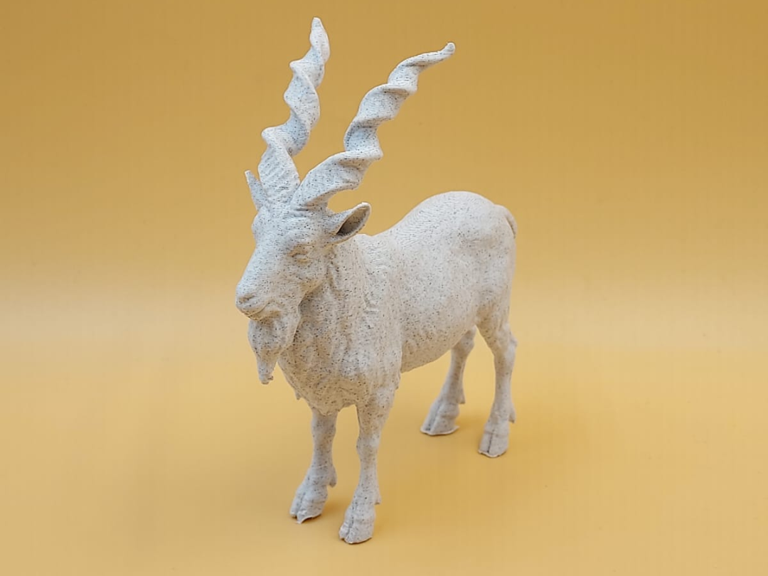 Astore Markhor