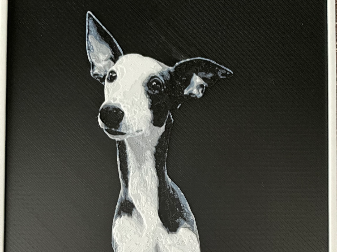 Whippet-Enzo-2