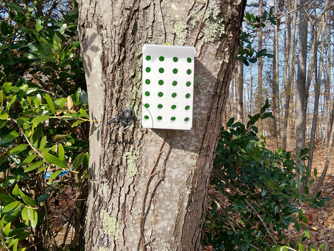 Carpenter Bee Hotel
