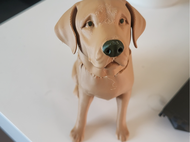 Labrador bouncing head