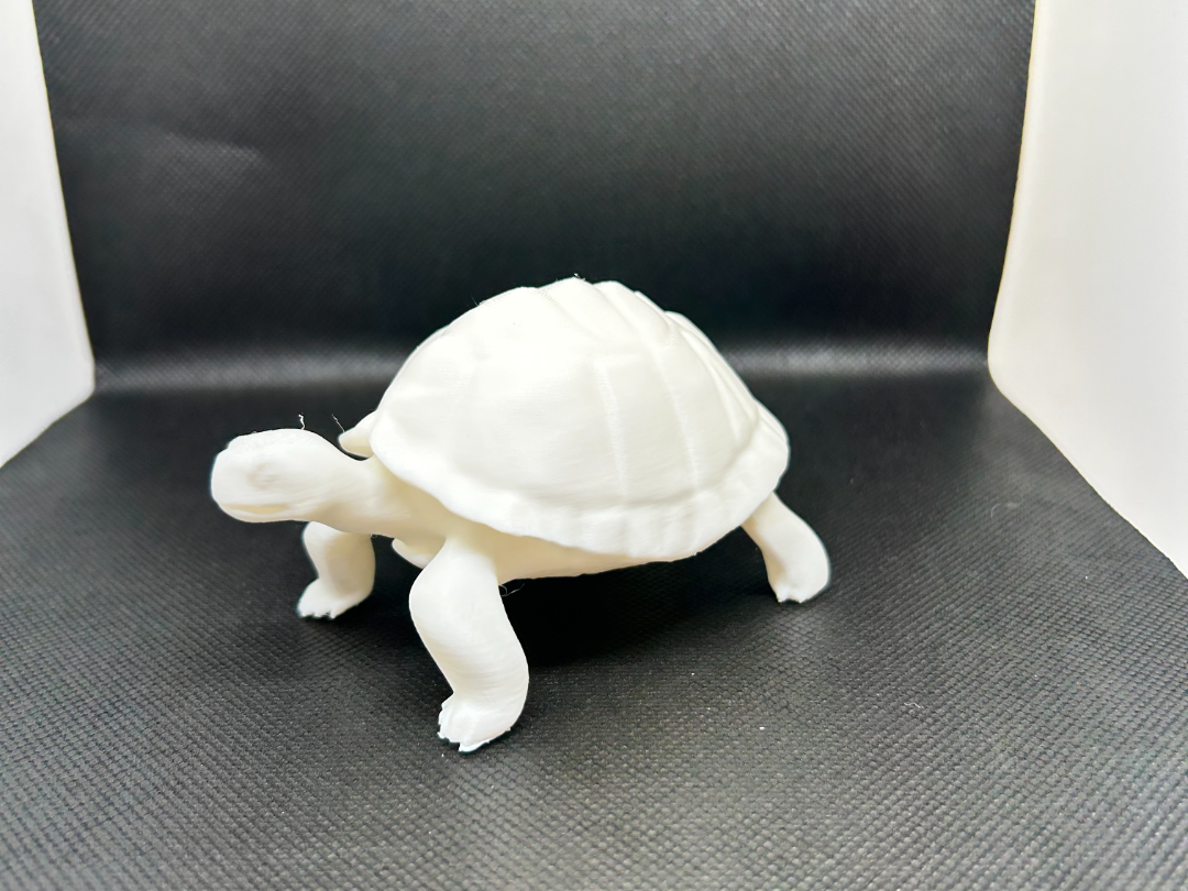 Tortoise