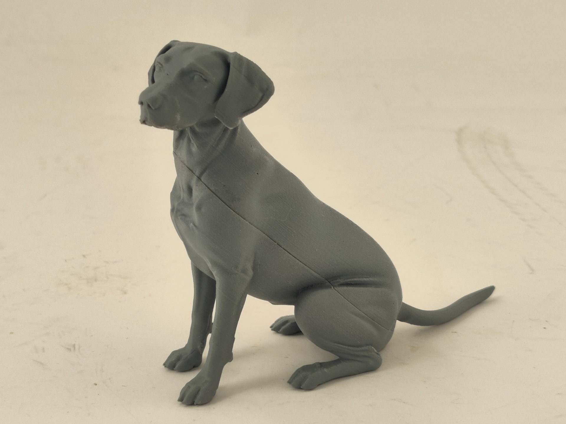 Dog German Pointer sitting