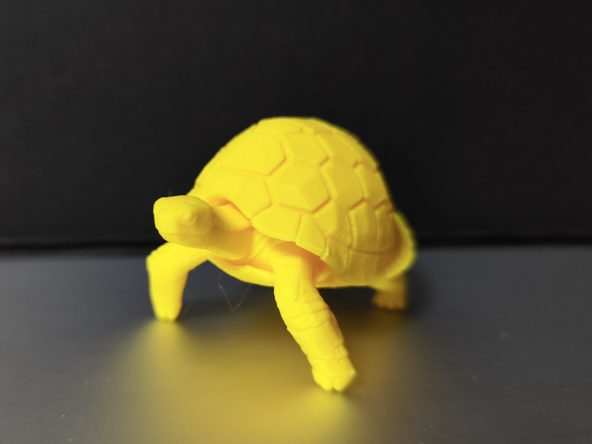 tortoise