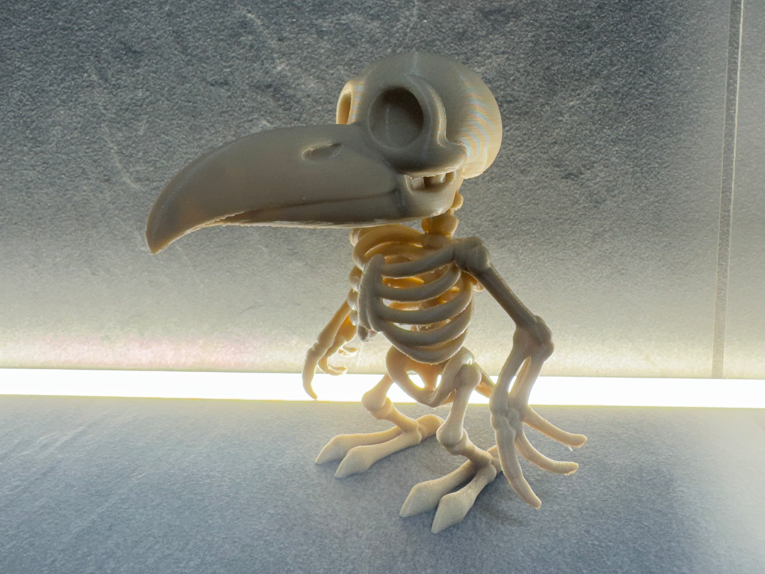 Corvo scheletro