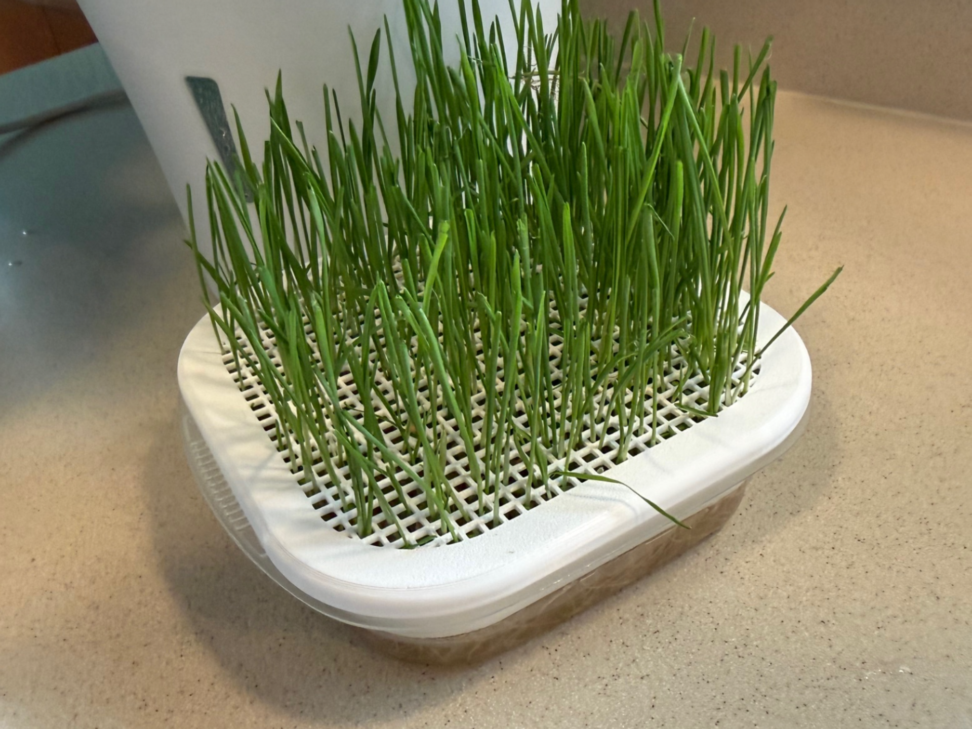 Wheat grass seed tray for Target-brand tupperware