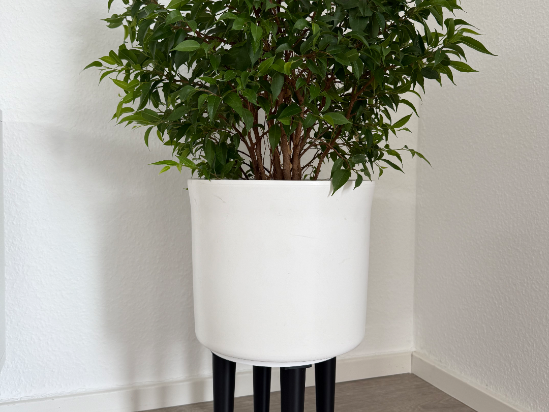 Pflanzenständer / Plant stand / Universal stand