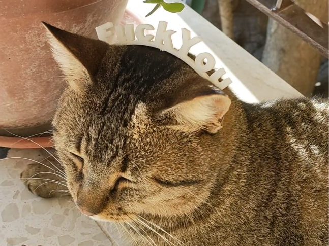 Cat headband with funny writing fuck you
