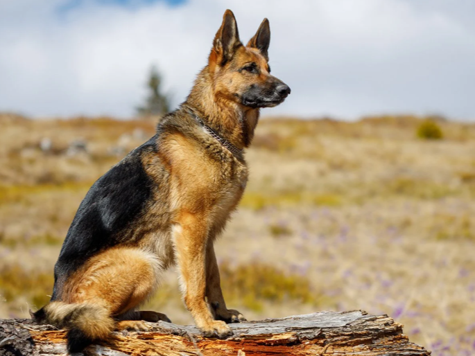 Deutscher Schäferhund
