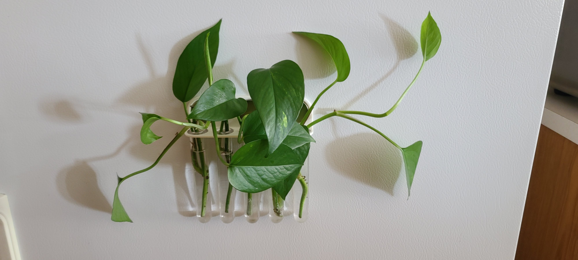 Magnetic Test Tube Propagators