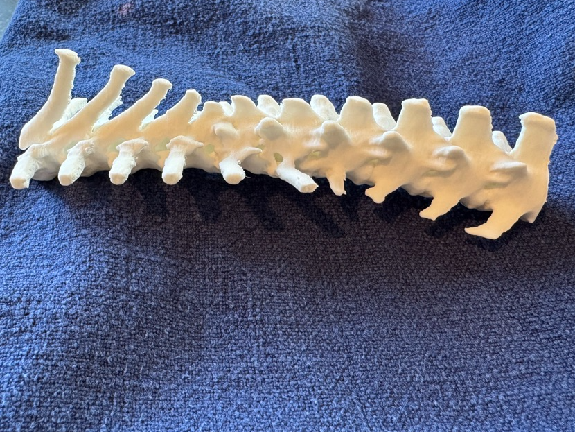 Dog spine - T12 vertebral body mass