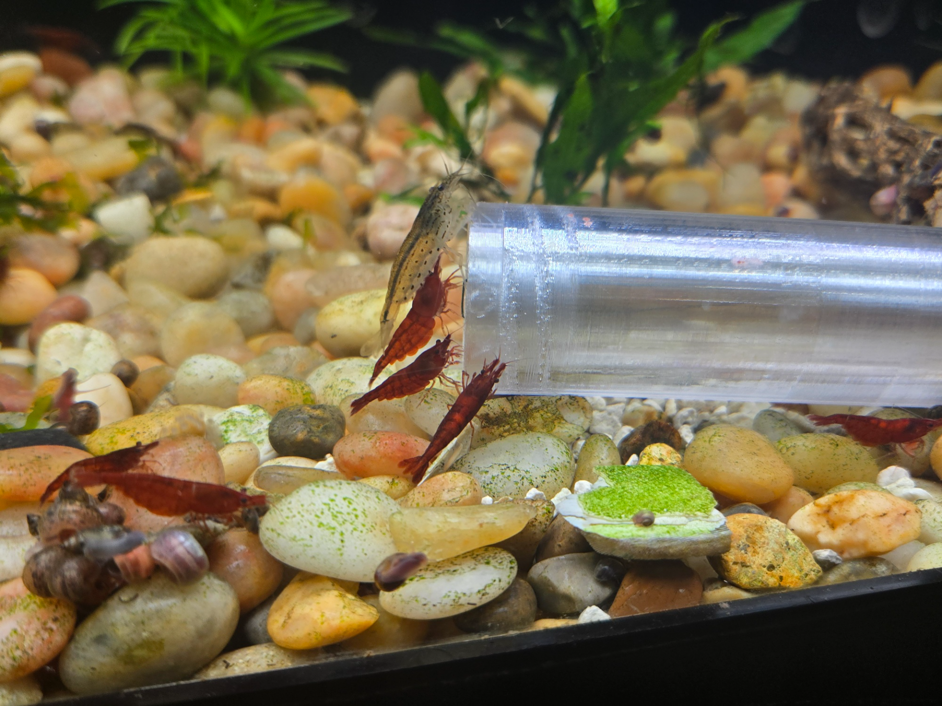 Nano Snail Trap