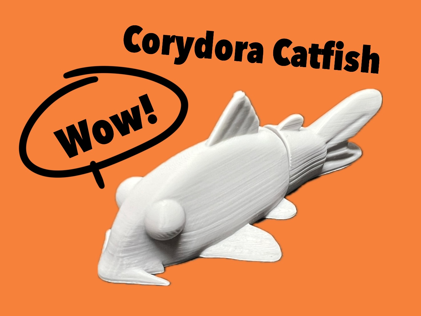 Articulated Corydora Catfish