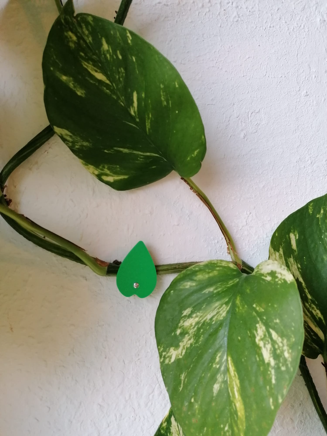 Vine_Holder